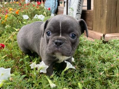 Gracie beautiful Frenchton female puppy