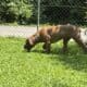 Male Cane Corso