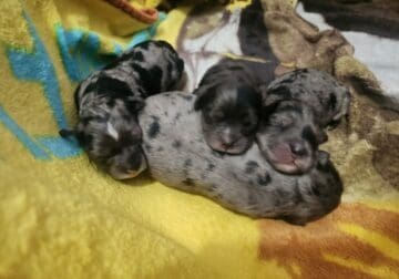 F1B Cavapoo puppies