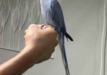Indian ring neck