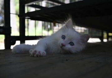Ragdoll/Ragamuffin Kitten FLAME POINT MALE #2