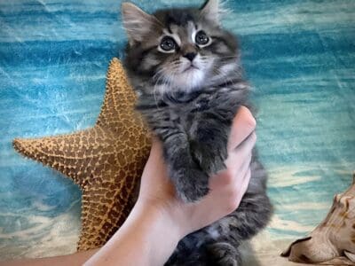 Adorable Maine Coon Mix kittens