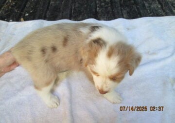 Red merle austrailan sheperd female