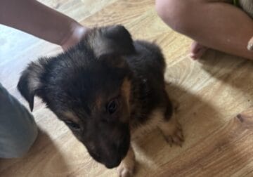 Germam Shepherd Pups