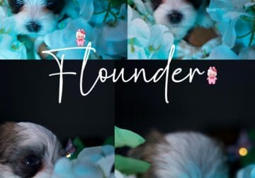 Yorkipoo Puppies For Sale