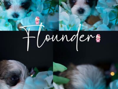 Yorkipoo Puppies For Sale