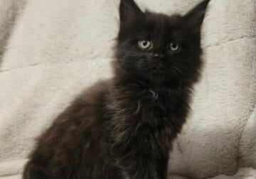 Maine Coon kittens