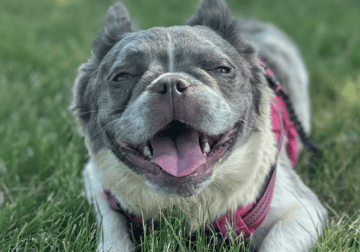 🔥 Lilac Fluffy Frenchie Female – Priced to Move!