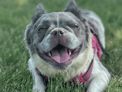 🔥 Lilac Fluffy Frenchie Female – Priced to Move!
