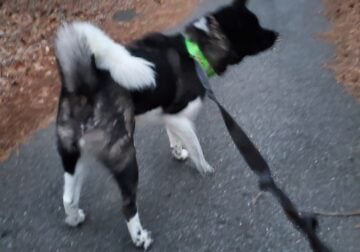 Male Akita ” Bear”