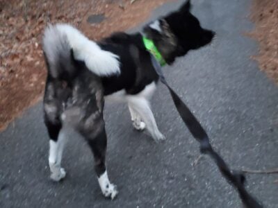 Male Akita ” Bear”