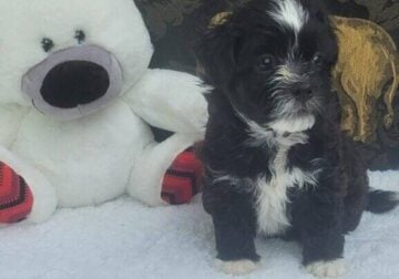 Shichon puppies aka teddy bear puppies