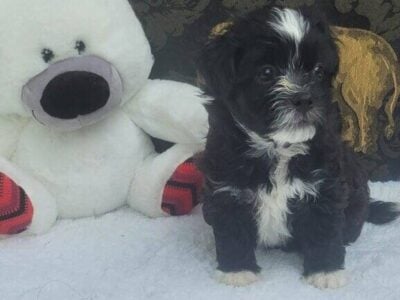 Shichon puppies aka teddy bear puppies