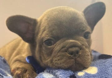 French Bulldog Puppies