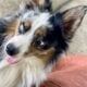 Australian shepherd mix
