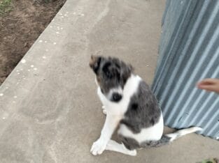 12 week old puppies looking for forever homes