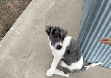 12 week old puppies looking for forever homes