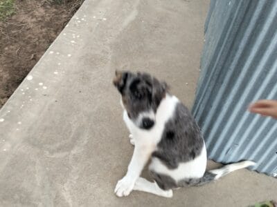 12 week old puppies looking for forever homes