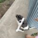 12 week old puppies looking for forever homes