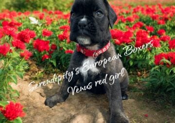 AKC European Boxers