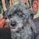 Poodle stud