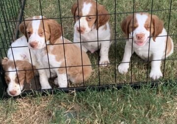 AKC American Brittany’s