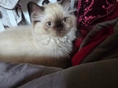 “Pooka” loving male Himalayan kitten