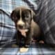 Blue Nose Pitts