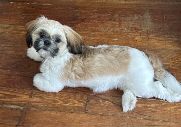 Female Shih tzu