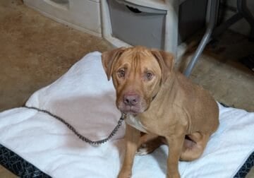 Free dog