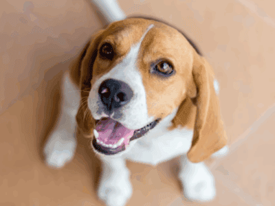 7-Month-Old Beagle Puppy for Sale