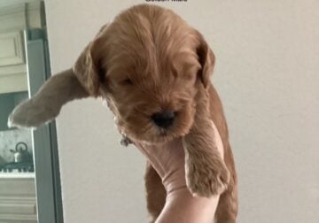 Mini golden doodle Male (golden)