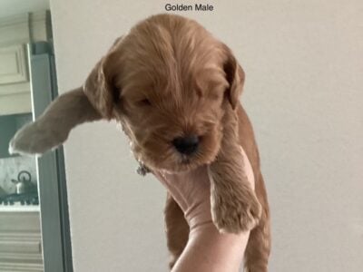 Mini golden doodle Male (golden)