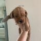 Mini golden doodle Male (golden)