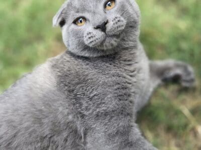 2 Scottish Fold/ Russian Blue Male Kittens