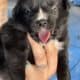 Australian Shepherd Puppies