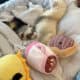 Two Ferrets a Cage and More
