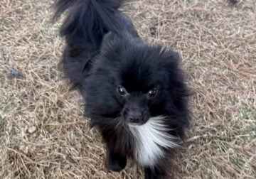 Jet – Aussiepom