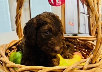 Goldendoodle puppies