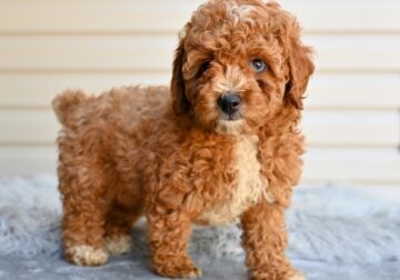 F1 Miniature-Toy Poodle Millersburg OH-Bronson