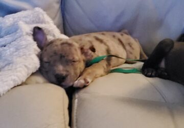 Scrappy