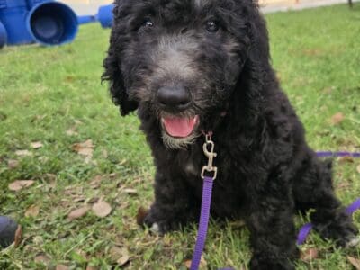 Doodle puppy looking for home