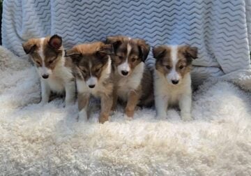 Sheltie