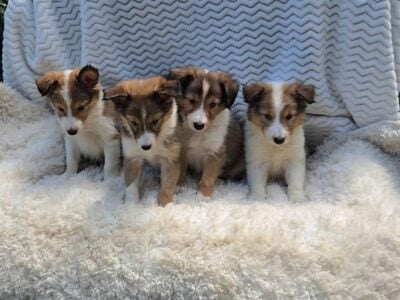 Sheltie