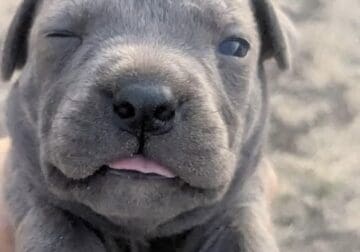 Puppies for rehome