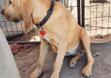 Sweet AKC bloodhound pup needs a loving home