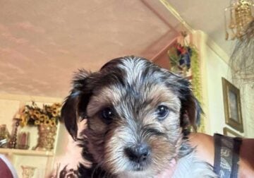 YORKIE TERRIER