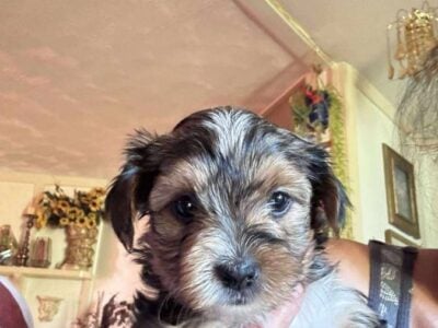 YORKIE TERRIER