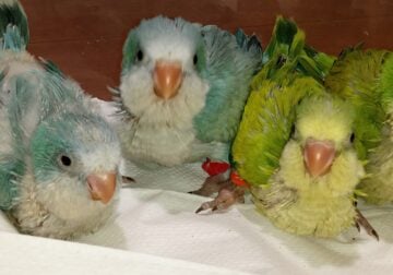 Baby Birds