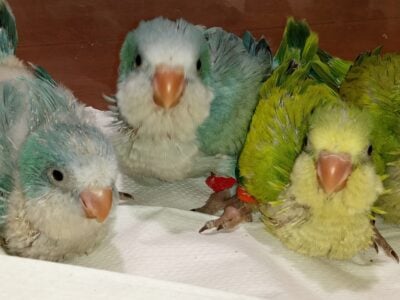 Baby Birds